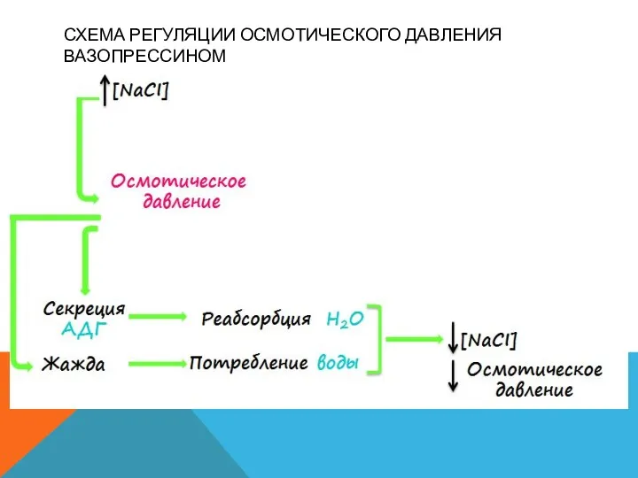 СХЕМА РЕГУЛЯЦИИ ОСМОТИЧЕСКОГО ДАВЛЕНИЯ ВАЗОПРЕССИНОМ