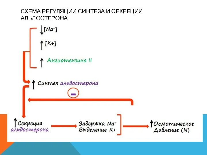 СХЕМА РЕГУЛЯЦИИ СИНТЕЗА И СЕКРЕЦИИ АЛЬДОСТЕРОНА