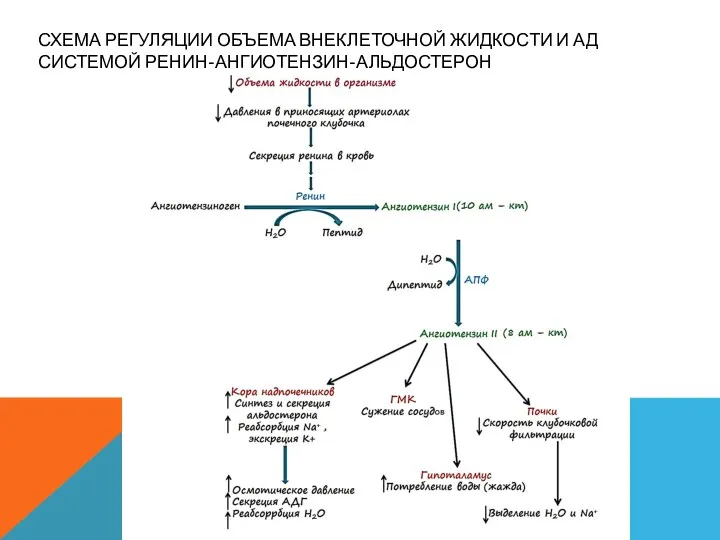 СХЕМА РЕГУЛЯЦИИ ОБЪЕМА ВНЕКЛЕТОЧНОЙ ЖИДКОСТИ И АД СИСТЕМОЙ РЕНИН-АНГИОТЕНЗИН-АЛЬДОСТЕРОН