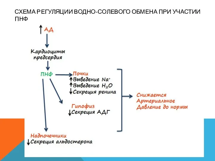 СХЕМА РЕГУЛЯЦИИ ВОДНО-СОЛЕВОГО ОБМЕНА ПРИ УЧАСТИИ ПНФ