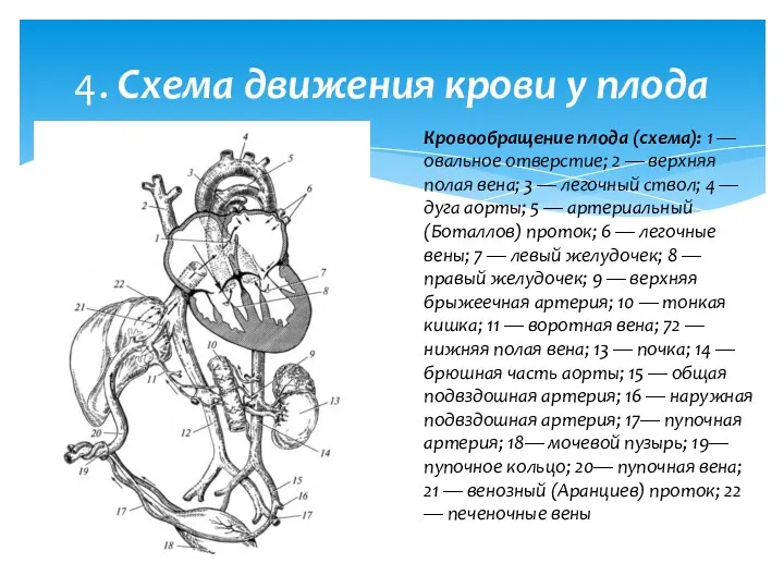 4. Схема движения крови у плода Кровообращение плода (схема): 1