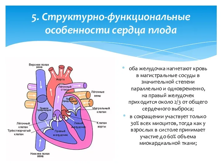 оба желудочка нагнетают кровь в магистральные сосуды в значительной степени