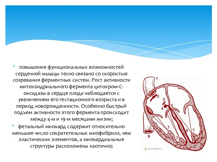 повышение функциональных возможностей сердечной мышцы тесно связано со скоростью созревания