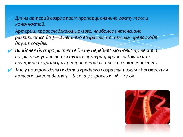 Длина артерий возрастает пропорционально росту тела и конечностей. Артерии, кровоснабжающие