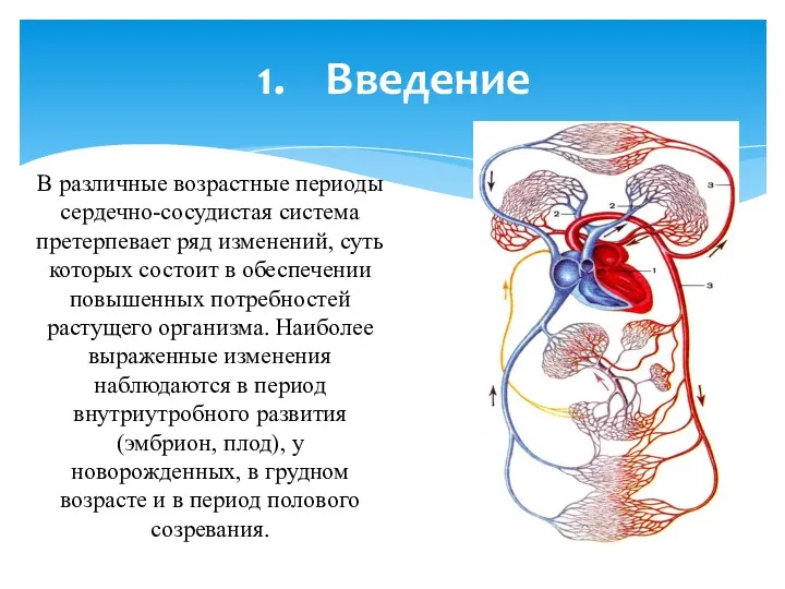 В различные возрастные периоды сердечно-сосудистая система претерпевает ряд изменений, суть