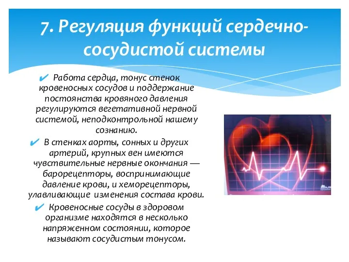 Работа сердца, тонус стенок кровеносных сосудов и поддержание постоянства кровяного