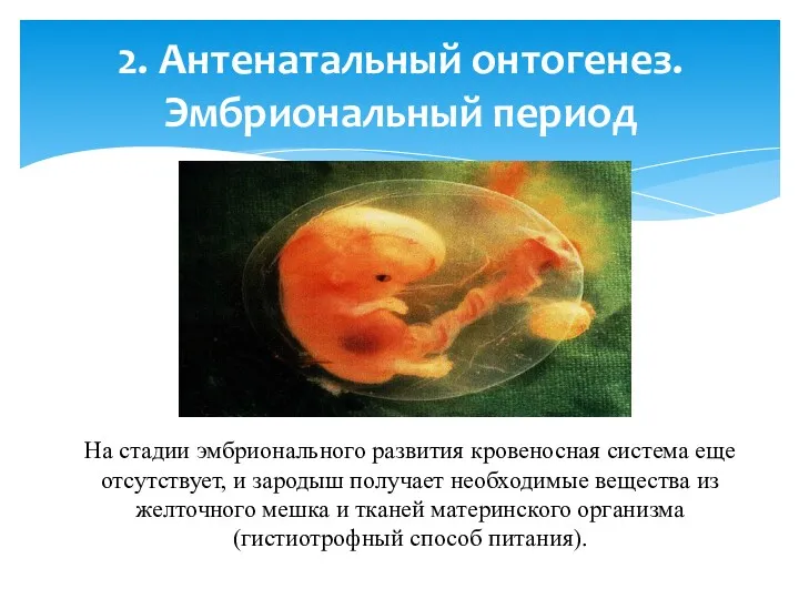 На стадии эмбрионального развития кровеносная система еще отсутствует, и зародыш