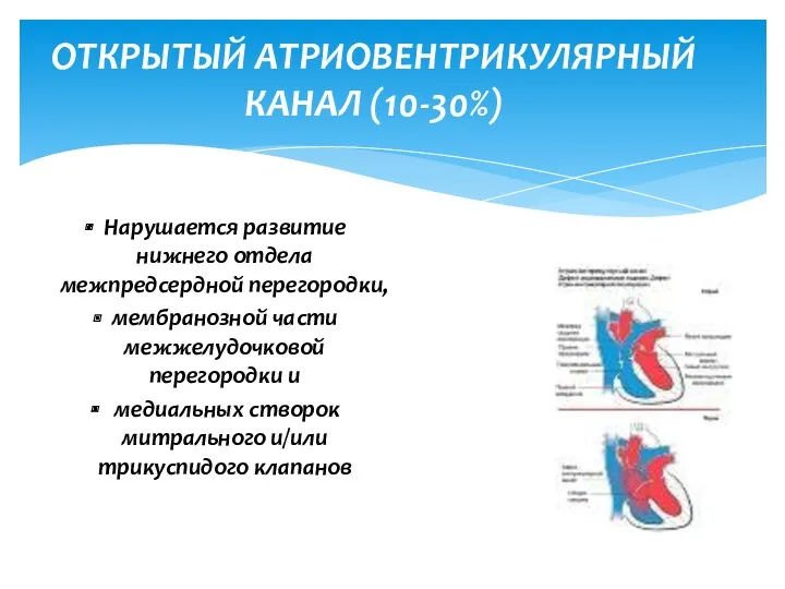 Нарушается развитие нижнего отдела межпредсердной перегородки, мембранозной части межжелудочковой перегородки