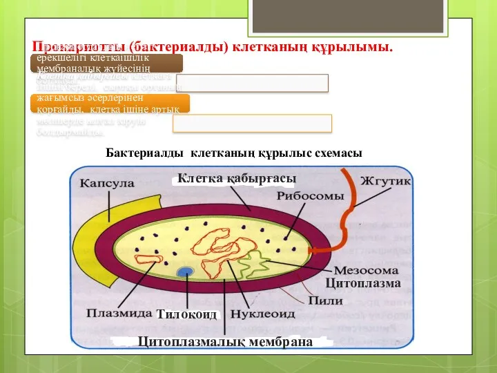 Прокариотты (бактериалды) клетканың құрылымы. Бактериалды клетканың құрылыс схемасы Цитоплазмалық мембрана