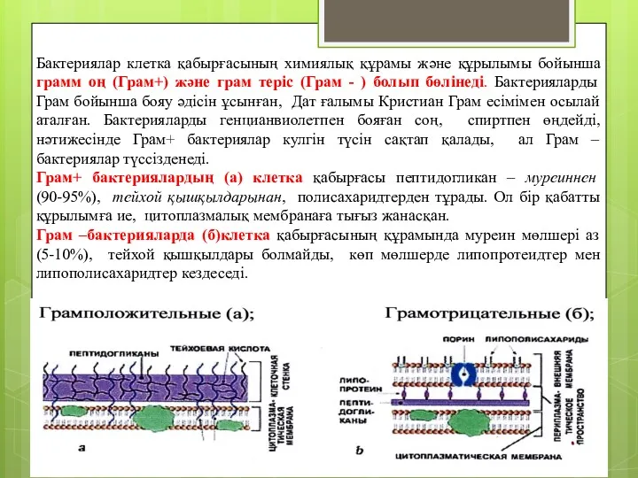 Бактериялар клетка қабырғасының химиялық құрамы және құрылымы бойынша грамм оң