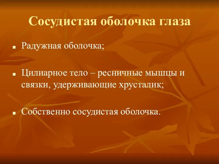 Сосудистая оболочка глаза Радужная оболочка; Цилиарное тело – ресничные мышцы