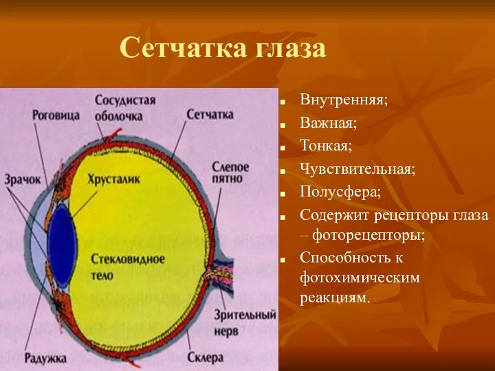 Сетчатка глаза Внутренняя; Важная; Тонкая; Чувствительная; Полусфера; Содержит рецепторы глаза – фоторецепторы; Способность к фотохимическим реакциям.