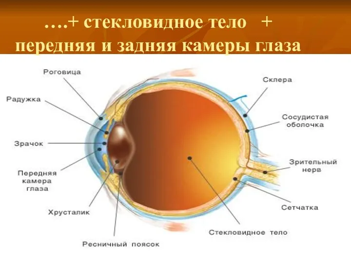 ….+ стекловидное тело + передняя и задняя камеры глаза