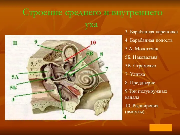 Строение среднего и внутреннего уха 3. Барабанная перепонка 4. Барабанная