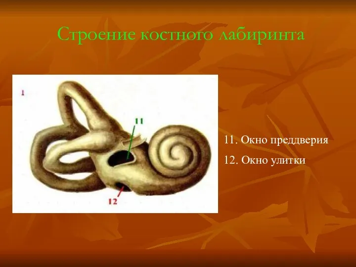 Строение костного лабиринта 11. Окно преддверия 12. Окно улитки