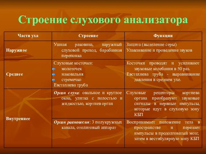 Строение слухового анализатора