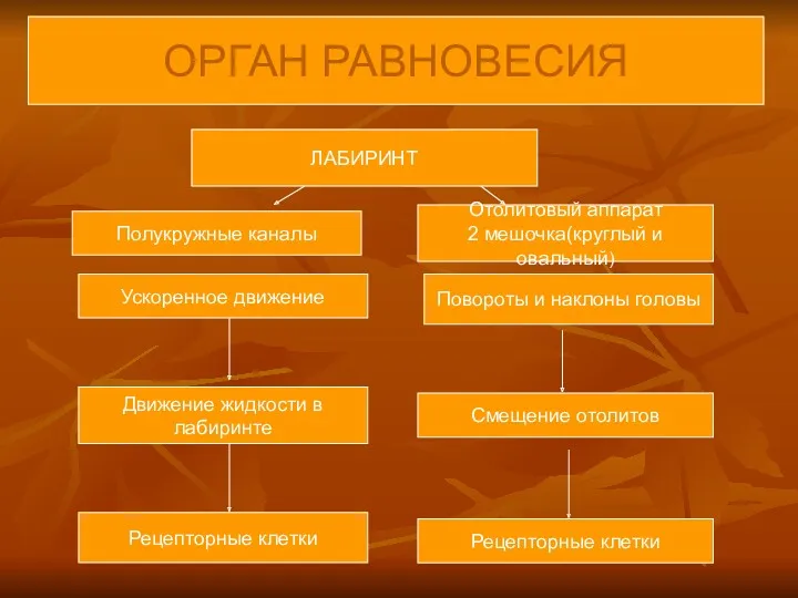 ЛАБИРИНТ Полукружные каналы Ускоренное движение Движение жидкости в лабиринте Рецепторные