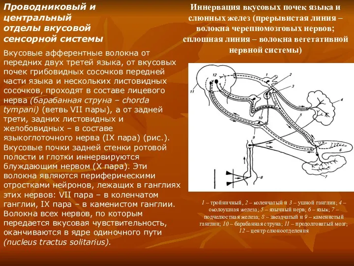 Проводниковый и центральный отделы вкусовой сенсорной системы Вкусовые афферентные волокна