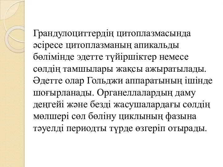 Грандулоциттердің цитоплазмасында әсіресе цитоплазманың апикальды бөлімінде эдетте түйіршіктер немесе сөлдің