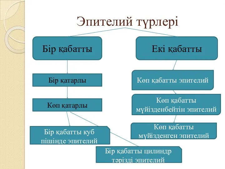 Эпителий түрлері Бір қабатты Екі қабатты Бір қатарлы Көп қатарлы