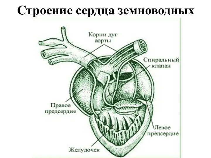 Строение сердца земноводных