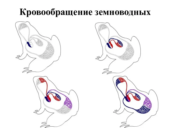 Кровообращение земноводных