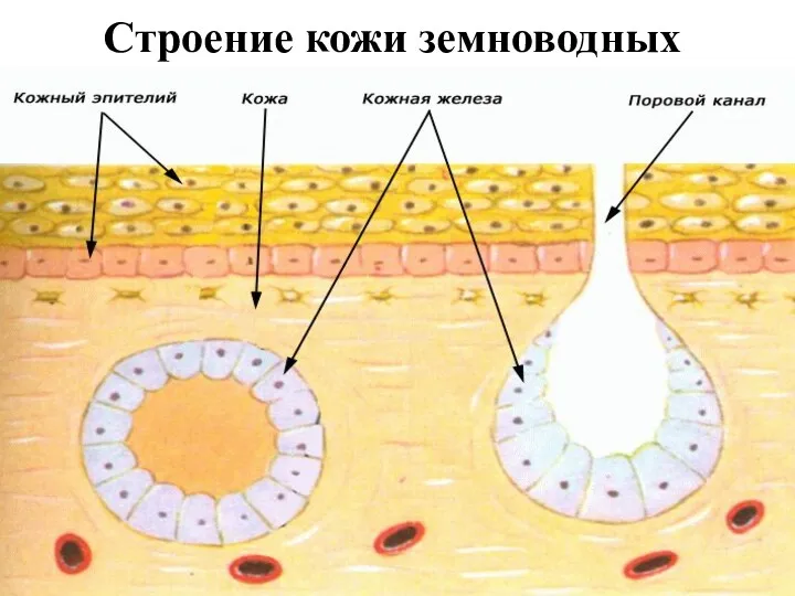 Строение кожи земноводных