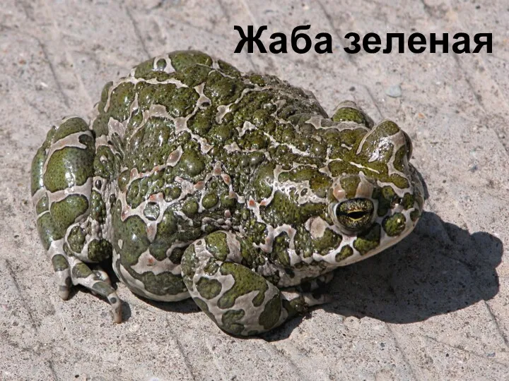 Жаба зеленая