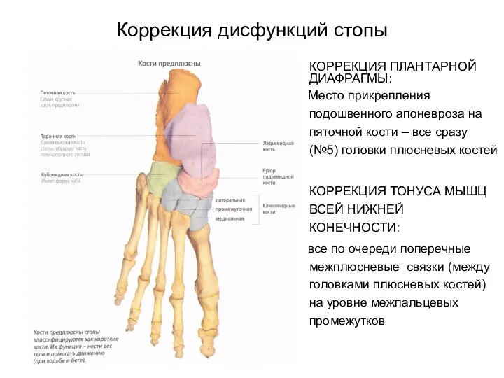 Коррекция дисфункций стопы КОРРЕКЦИЯ ПЛАНТАРНОЙ ДИАФРАГМЫ: Место прикрепления подошвенного апоневроза