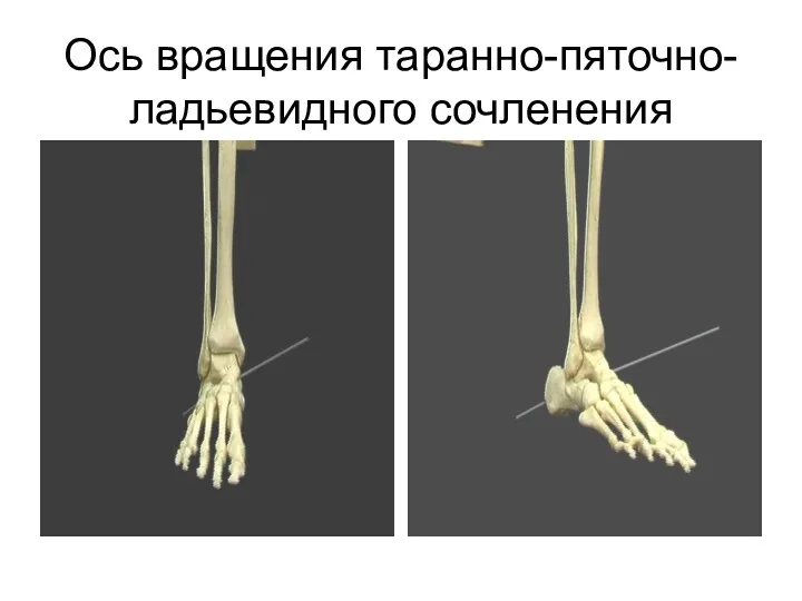 Ось вращения таранно-пяточно-ладьевидного сочленения