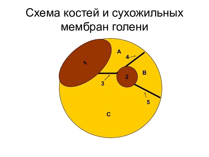 Схема костей и сухожильных мембран голени 1 2 3 4 5 A B C