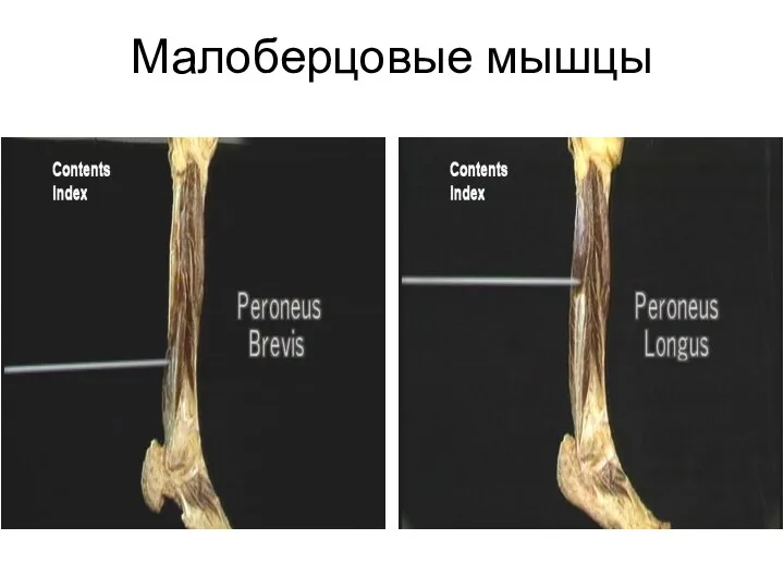 Малоберцовые мышцы