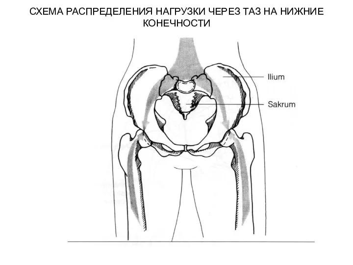 СХЕМА РАСПРЕДЕЛЕНИЯ НАГРУЗКИ ЧЕРЕЗ ТАЗ НА НИЖНИЕ КОНЕЧНОСТИ