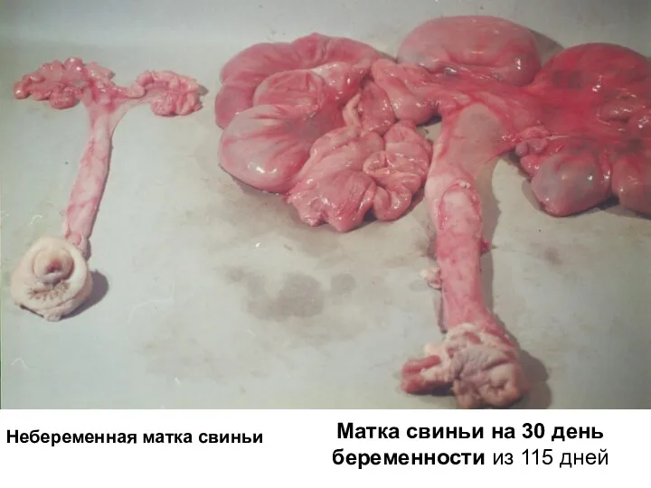 Матка свиньи на 30 день беременности из 115 дней Небеременная матка свиньи
