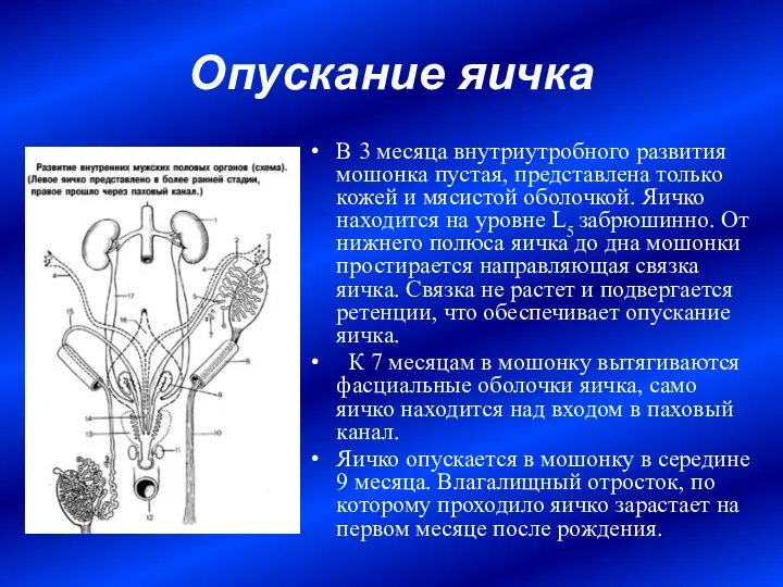 Опускание яичка В 3 месяца внутриутробного развития мошонка пустая, представлена