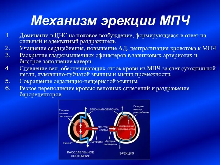 Механизм эрекции МПЧ Доминанта в ЦНС на половое возбуждение, формирующаяся