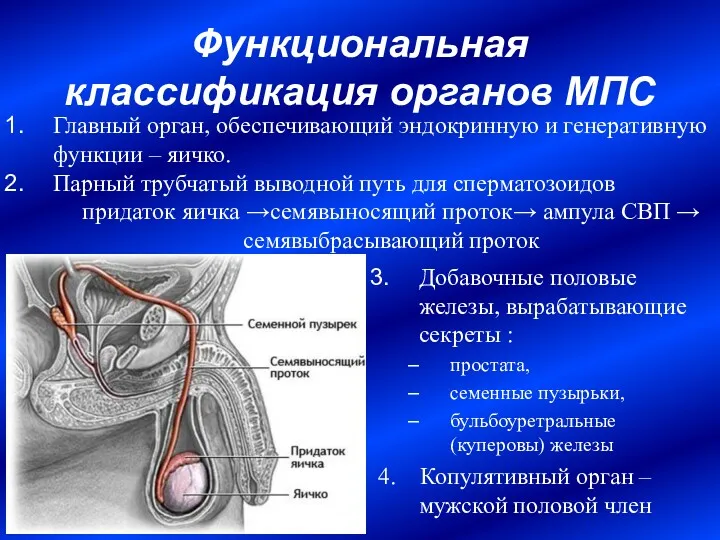 Функциональная классификация органов МПС Добавочные половые железы, вырабатывающие секреты :
