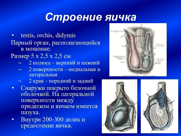 Строение яичка testis, orchis, didymis Парный орган, располагающийся в мошонке.