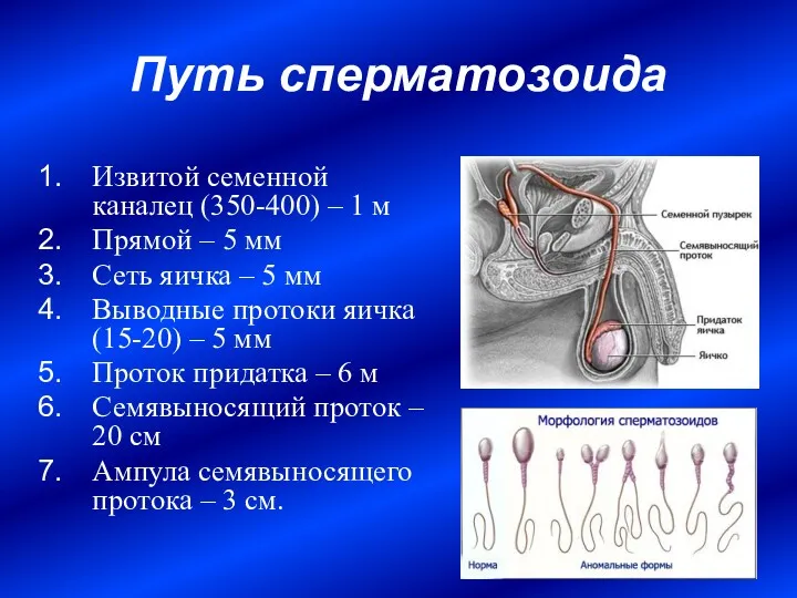 Путь сперматозоида Извитой семенной каналец (350-400) – 1 м Прямой