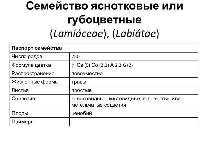 Семейство яснотковые или губоцветные (Lamiáceae), (Labiátae)