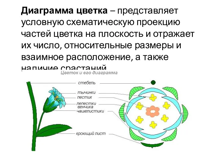 Диаграмма цветка – представляет условную схематическую проекцию частей цветка на