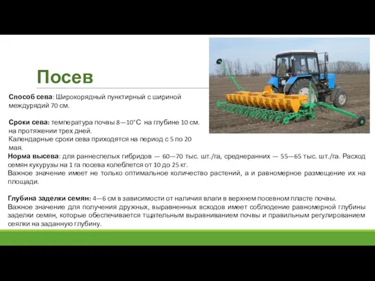 Посев Способ сева: Широкорядный пунктирный с шириной междурядий 70 см.