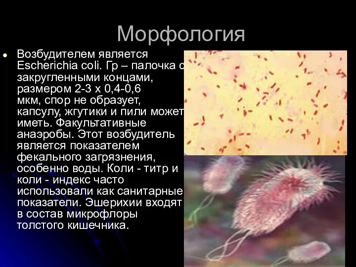 Морфология Возбудителем является Escherichia coli. Гр – палочка с закругленными