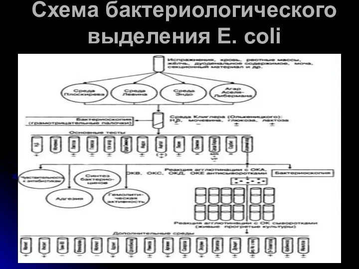 Схема бактериологического выделения Е. coli