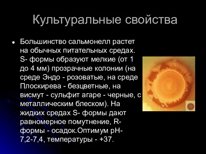 Культуральные свойства Большинство сальмонелл растет на обычных питательных средах. S-