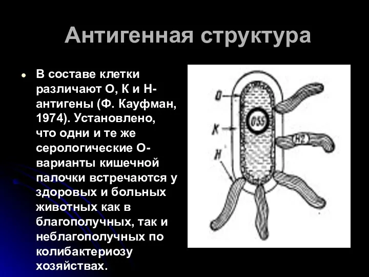 Антигенная структура В составе клетки различают О, К и Н-антигены