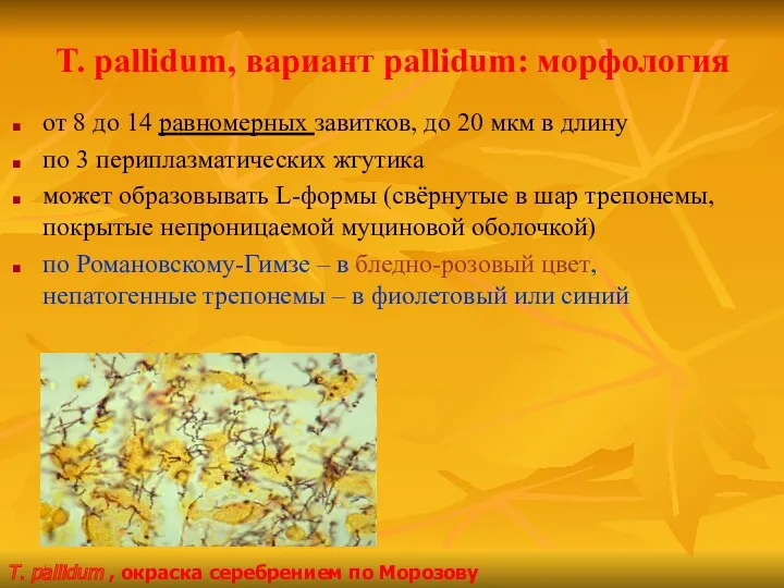 T. pallidum, вариант pallidum: морфология от 8 до 14 равномерных завитков, до 20