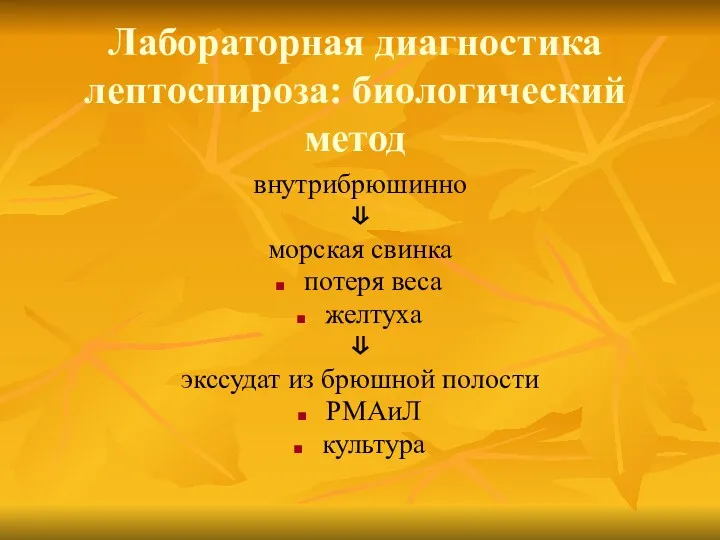 Лабораторная диагностика лептоспироза: биологический метод внутрибрюшинно ⇓ морская свинка потеря