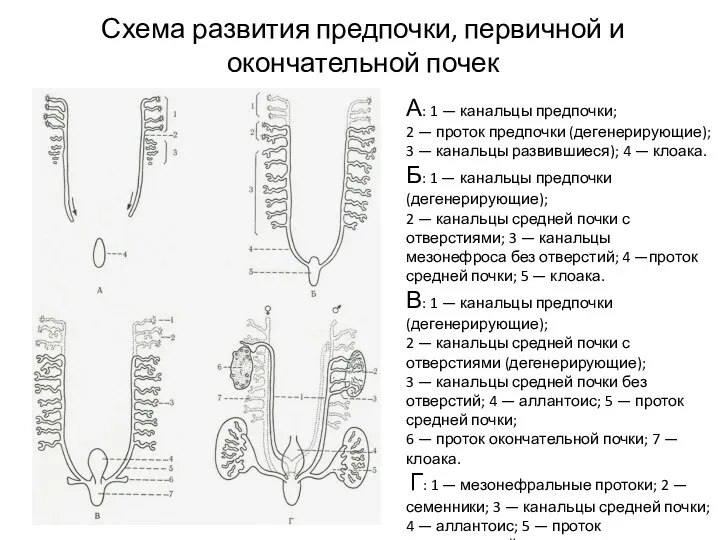 Схема развития предпочки, первичной и окончательной почек А: 1 —