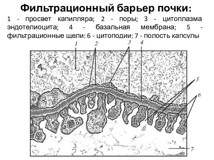 Фильтрационный барьер почки: 1 - просвет капилляра; 2 - поры;